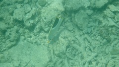 Chaetodon ephippium