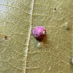 Caryomyia sanguinolenta