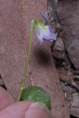 Viola hederacea