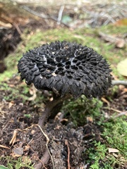 Strobilomyces strobilaceus
