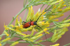 Crossidius coralinus