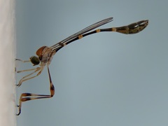 Leptopteromyia americana