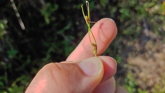 Cyperus subsquarrosus