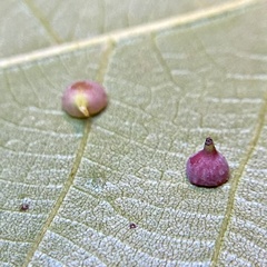 Caryomyia sanguinolenta