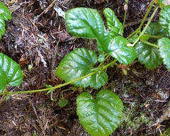Rubus nivalis