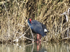 Porphyrio porphyrio