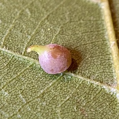 Caryomyia sanguinolenta