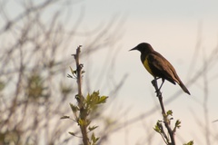 Pseudoleistes virescens
