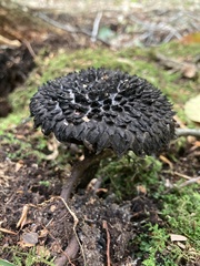 Strobilomyces strobilaceus