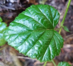 Rubus nivalis