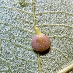 Caryomyia sanguinolenta