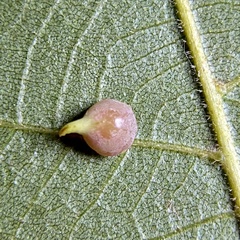Caryomyia sanguinolenta