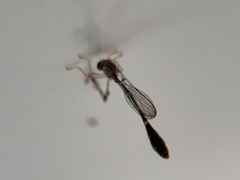 Leptopteromyia americana