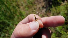 Cyperus subsquarrosus