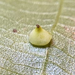 Caryomyia sanguinolenta