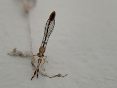 Leptopteromyia americana