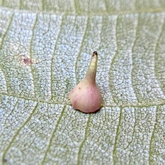 Caryomyia sanguinolenta