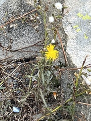 Sonchus palustris