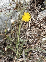 Sonchus palustris