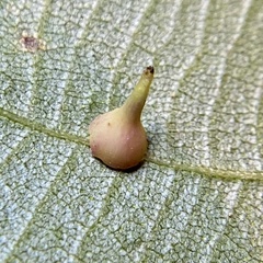 Caryomyia sanguinolenta