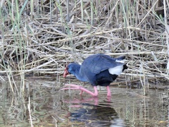 Porphyrio porphyrio