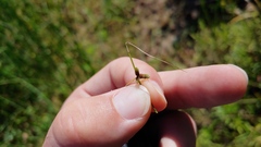 Cyperus subsquarrosus