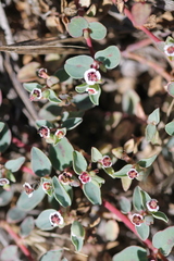 Euphorbia albomarginata
