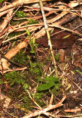 Acianthus sinclairii