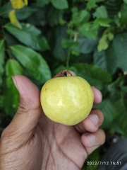 Psidium