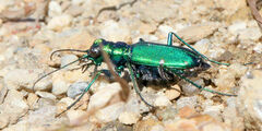 Cicindela sexguttata