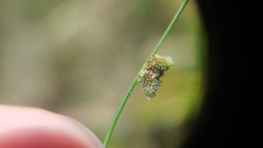 Cyperus subsquarrosus