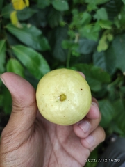 Psidium