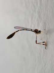 Leptopteromyia americana
