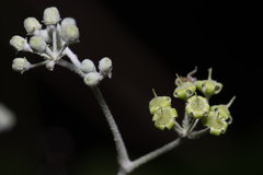 Astrotricha latifolia