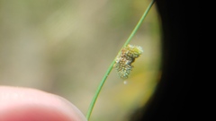 Cyperus subsquarrosus