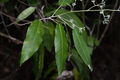 Astrotricha latifolia