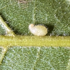 Caryomyia eumaris