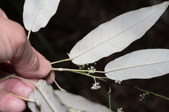 Astrotricha latifolia