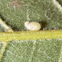 Caryomyia eumaris