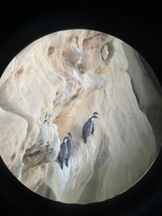 Poikilocarbo gaimardi