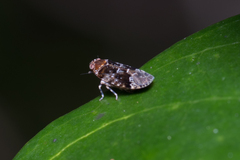 Plectoderini