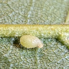 Caryomyia eumaris