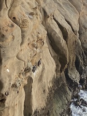 Poikilocarbo gaimardi