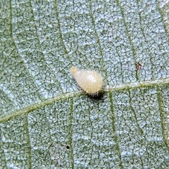 Caryomyia eumaris