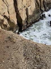 Poikilocarbo gaimardi