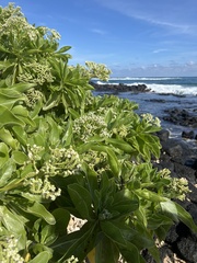 Heliotropium arboreum