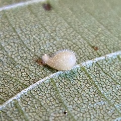 Caryomyia eumaris