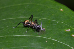 Polyrhachis rufifemur