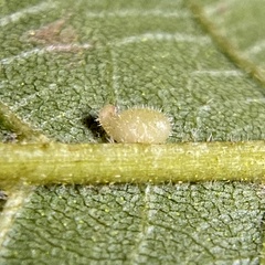 Caryomyia eumaris