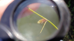 Cyperus subsquarrosus